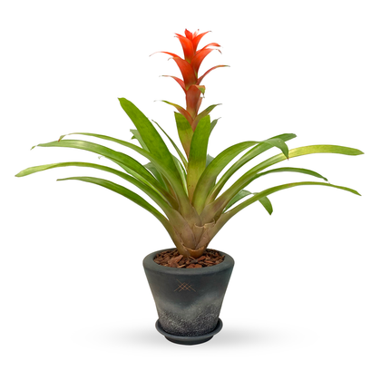 Ramón-maceta textura con una bromelia