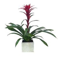 Víctor-maceta de cemento con Bromelia