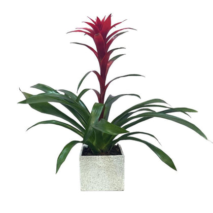 Víctor-maceta de cemento con Bromelia