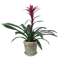 Rafael-maceta old arena con una Bromelia
