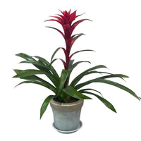 Rafael-maceta oro gris con una Bromelia