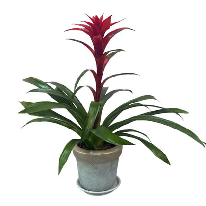 Rafael-maceta oro gris con una Bromelia