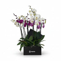 Phalaenopsis mixtas en caja cuadrada negra