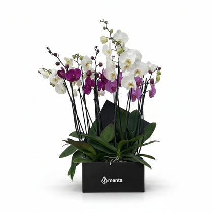 Phalaenopsis mixtas en caja cuadrada negra