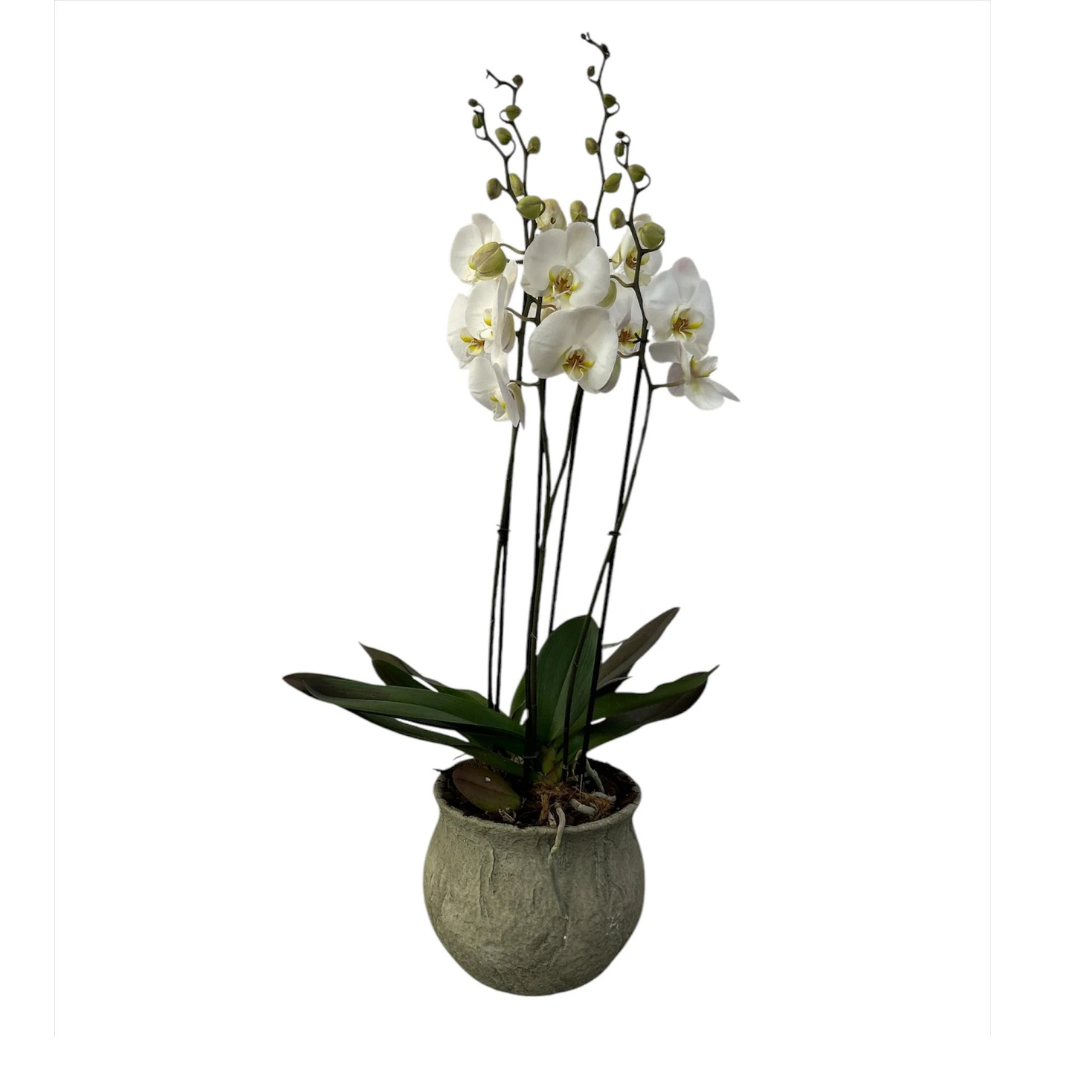 Capullo Menta-maceta de cemento con 2 orquídeas blancas