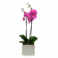 Phalaenopsis Gris - maceta con una orquídea fiusha