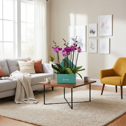 Phalaenopsis fiusha en caja cuadrada menta