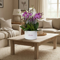 Phalaenopsis mixtas en caja redonda blanca