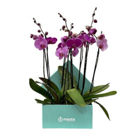 Phalaenopsis fiusha en caja cuadrada menta