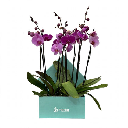 Phalaenopsis fiusha en caja cuadrada menta