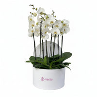 Phalaenopsis blancas en caja redonda blanca