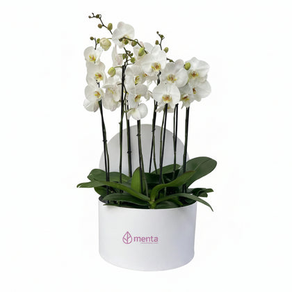 Phalaenopsis blancas en caja redonda blanca