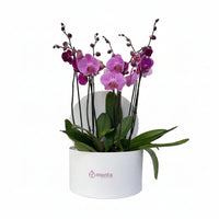Phalaenopsis fiusha en caja redonda blanca