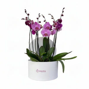 Phalaenopsis fiusha en caja redonda blanca