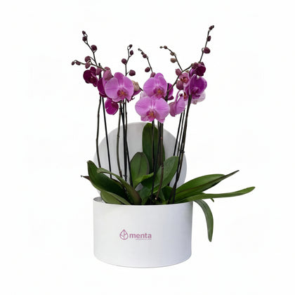 Phalaenopsis fiusha en caja redonda blanca