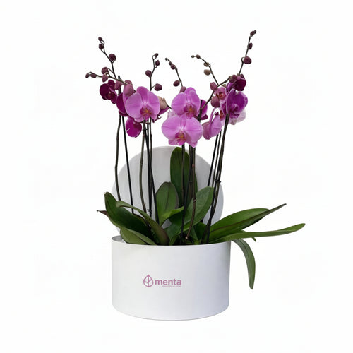 Phalaenopsis fiusha en caja redonda blanca
