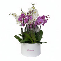 Phalaenopsis mixtas en caja redonda blanca