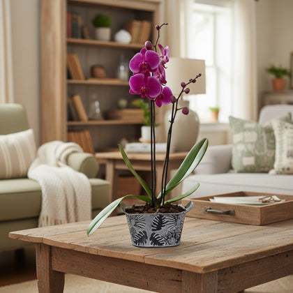 Canastita de metal con una orquídea phalaenopsis fiusha