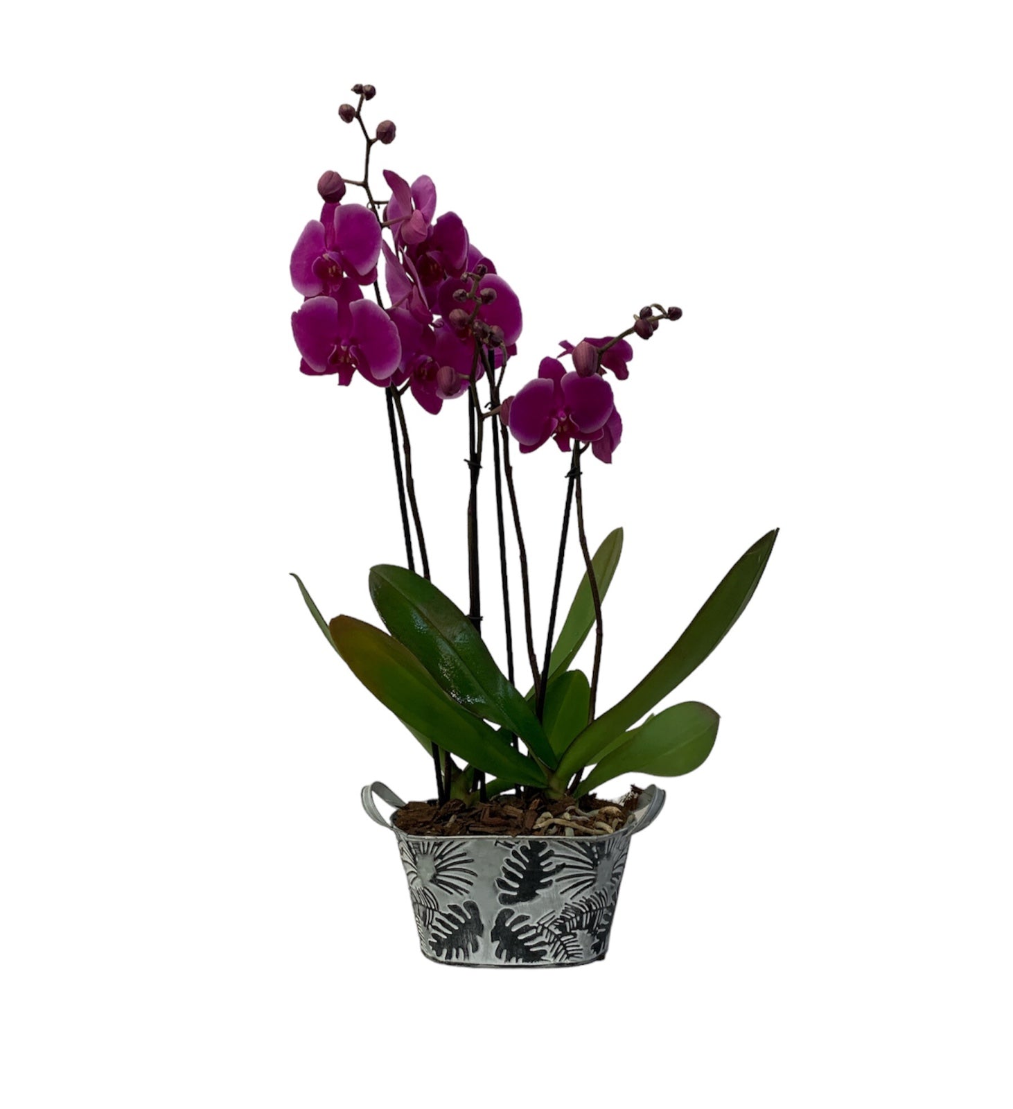Canasta de metal con dos orquídeas fiusha