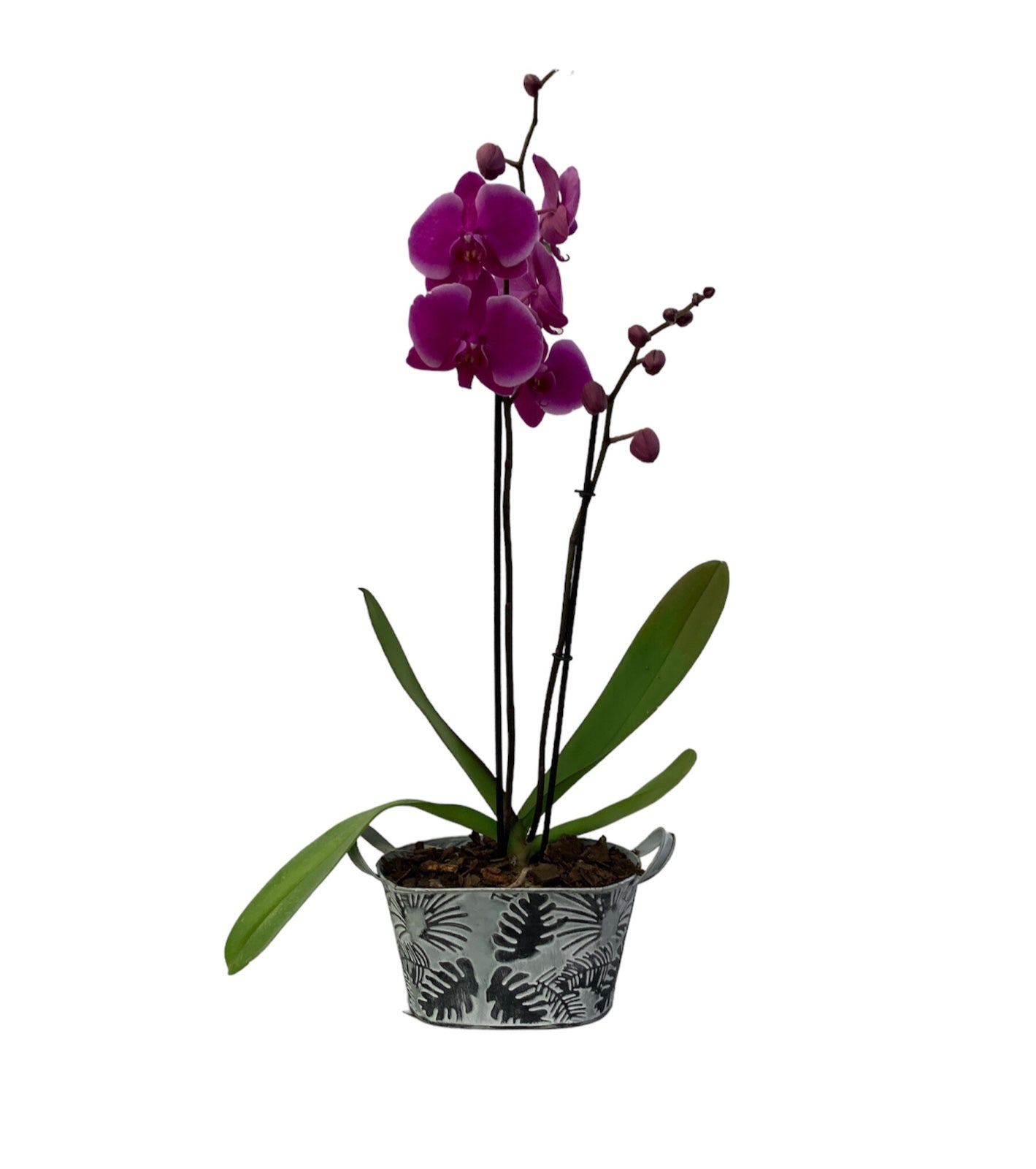 Canastita de metal con una orquídea phalaenopsis fiusha
