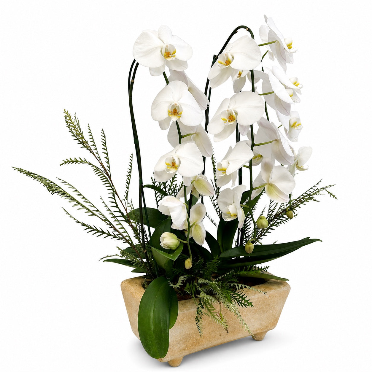 Orquídeas cascada blancas en maceta de barro old amarillo