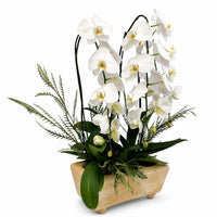 Orquídeas cascada blancas en maceta de barro old amarillo