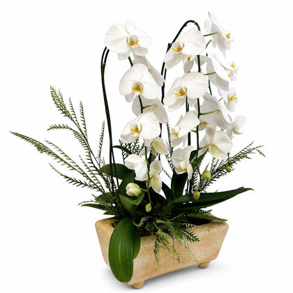 Orquídeas cascada blancas en maceta de barro old amarillo