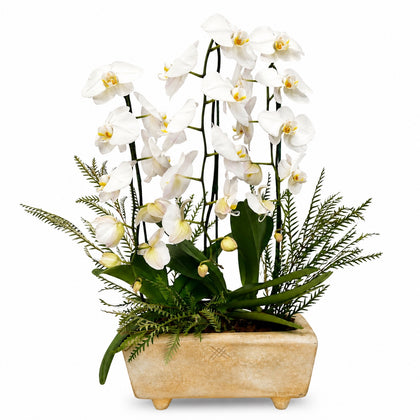 Orquídeas cascada blancas en maceta de barro old amarillo