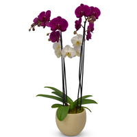 Phalaenopsis Gama-maceta khaki con 2 orquídeas