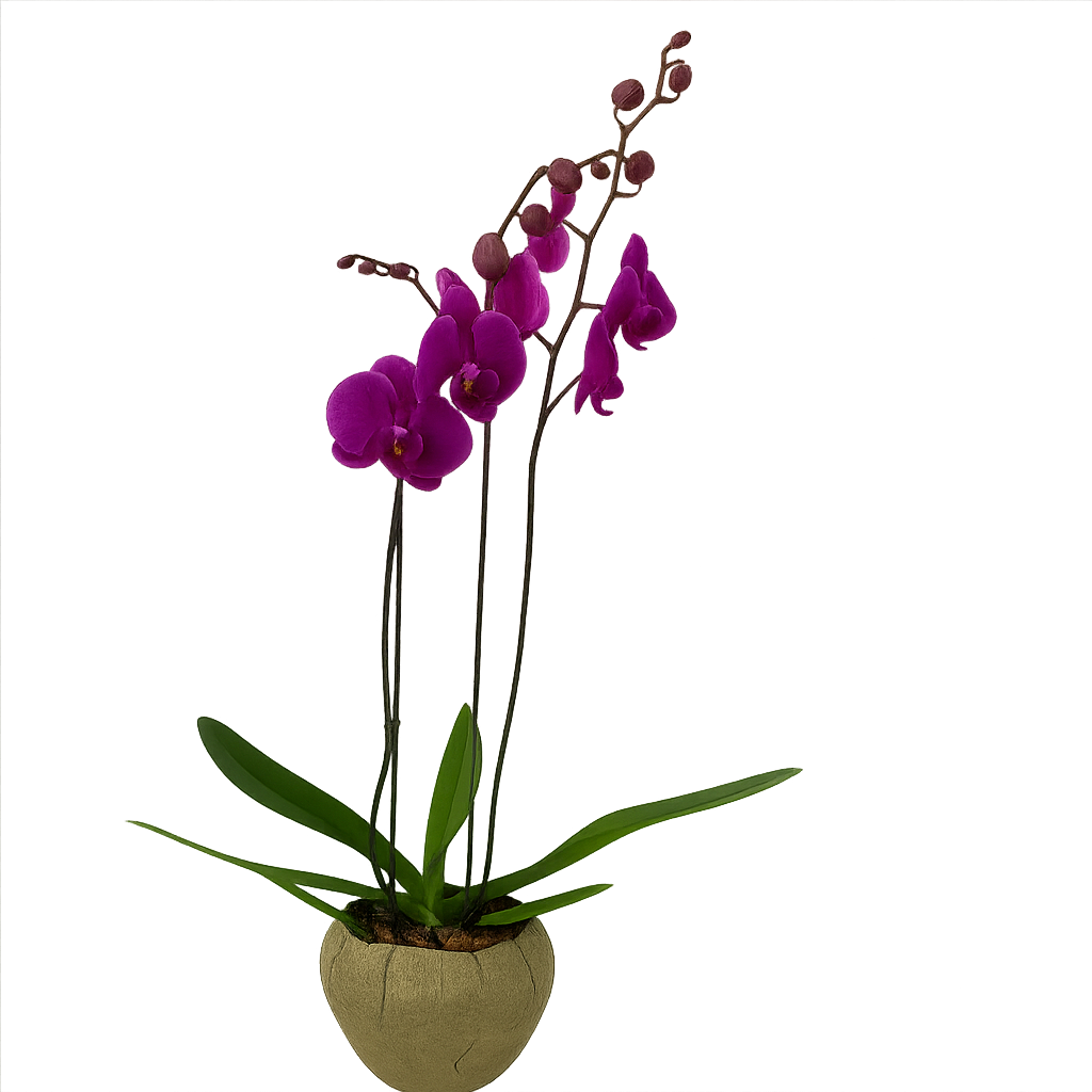 Volcán Olivo-maceta de cemento con 1 orquídea fiusha