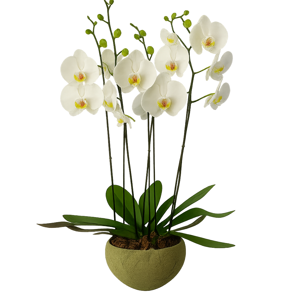 Cuenco olivo- maceta de cemento con 3 orquídeas blancas