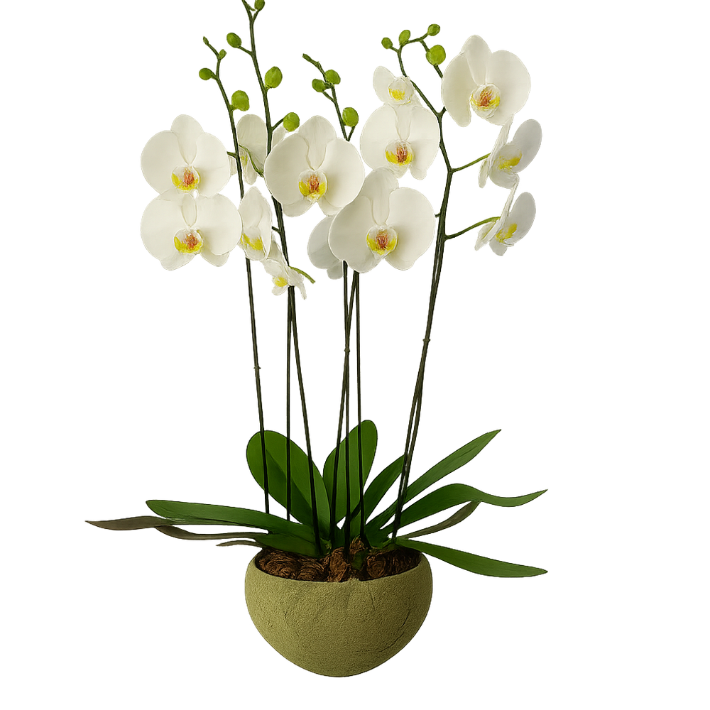 Cuenco olivo - maceta de cemento con 3 orquídeas blancas