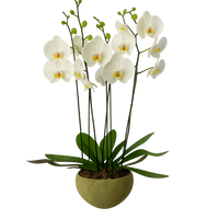 Cuenco olivo- maceta de cemento con 3 orquídeas blancas