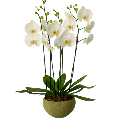 Cuenco olivo- maceta de cemento con 3 orquídeas blancas