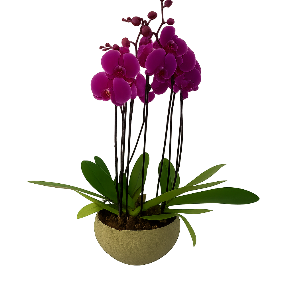 Cuenco olivo- maceta de cemento con 3 orquídeas fiusha