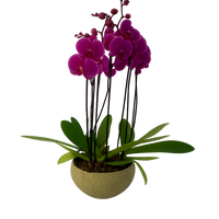 Cuenco olivo- maceta de cemento con 3 orquídeas fiusha
