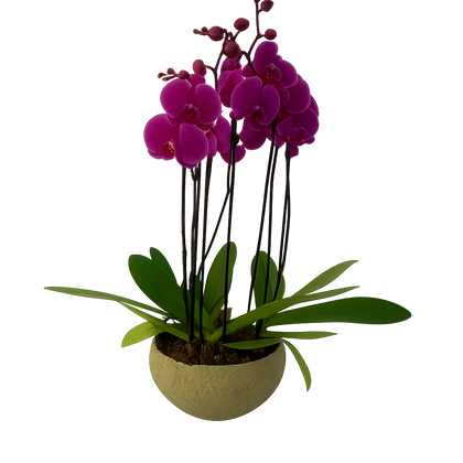 Cuenco olivo- maceta de cemento con 3 orquídeas fiusha