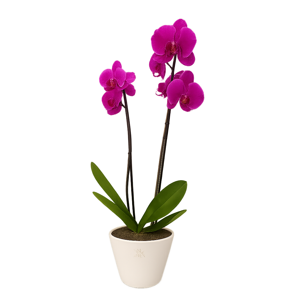 Phalaenopsis Sonora chica-maceta esmaltada blanca con 1 orquídea fiusha