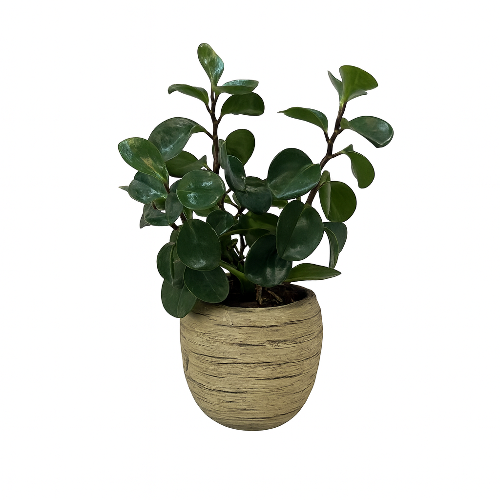 Eduardo-maceta de cemento efecto madera con una peperonia