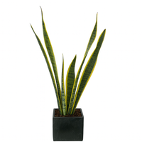 David-maceta de cemento en forma de cubo negro con sansevieria