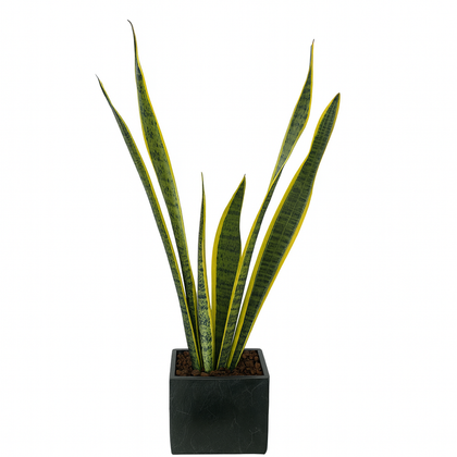 David-maceta de cemento en forma de cubo negro con sansevieria