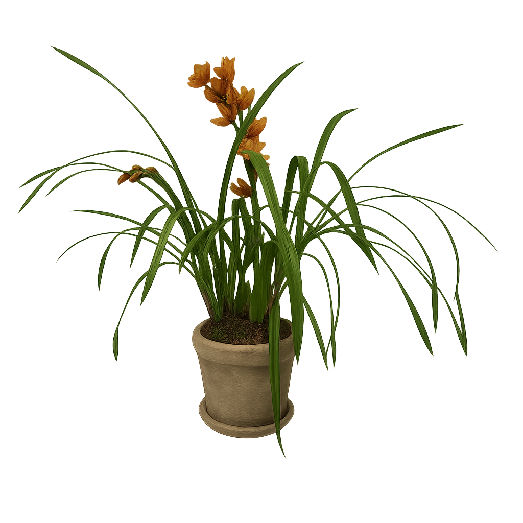 Cymbidium Veracruz en maceta old arena