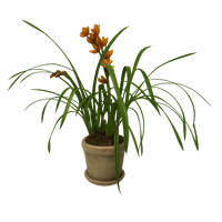 Cymbidium Veracruz en maceta old arena