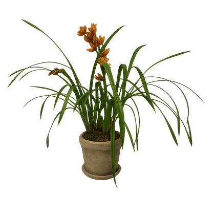 Cymbidium Veracruz en maceta old arena