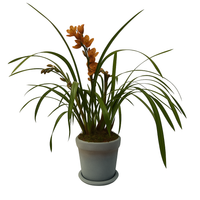Cymbidium Veracruz en maceta oro gris
