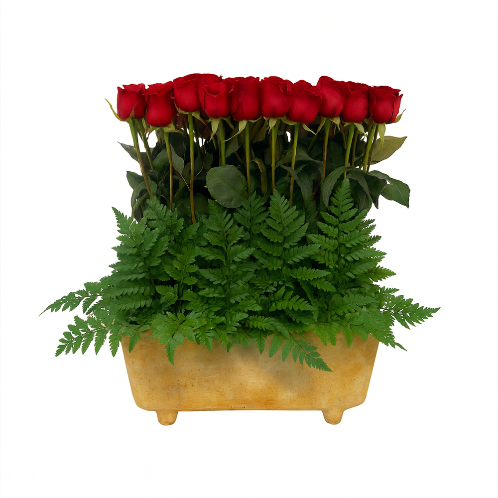 Cata - maceta con 48 rosas rojas