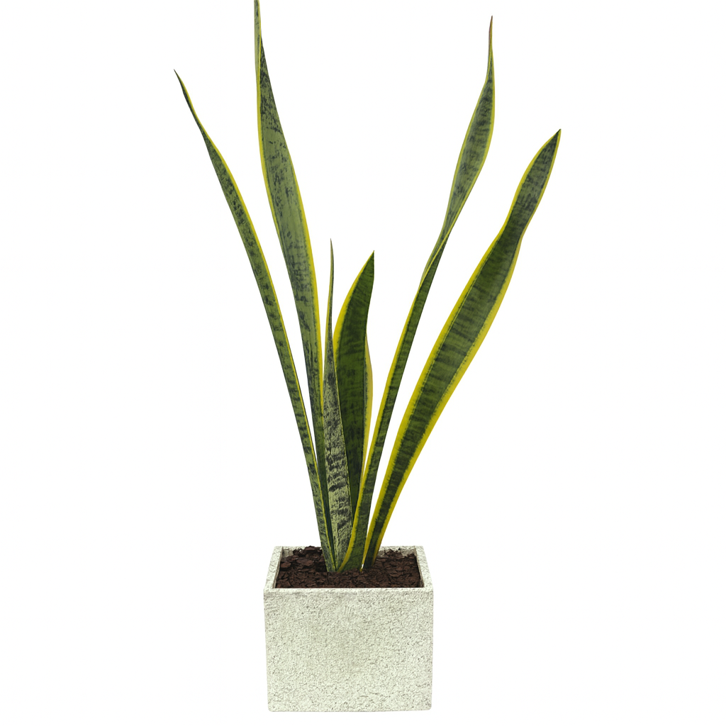 David-maceta de cemento en forma de cubo gris con sansevieria