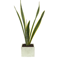 David-maceta de cemento en forma de cubo gris con sansevieria
