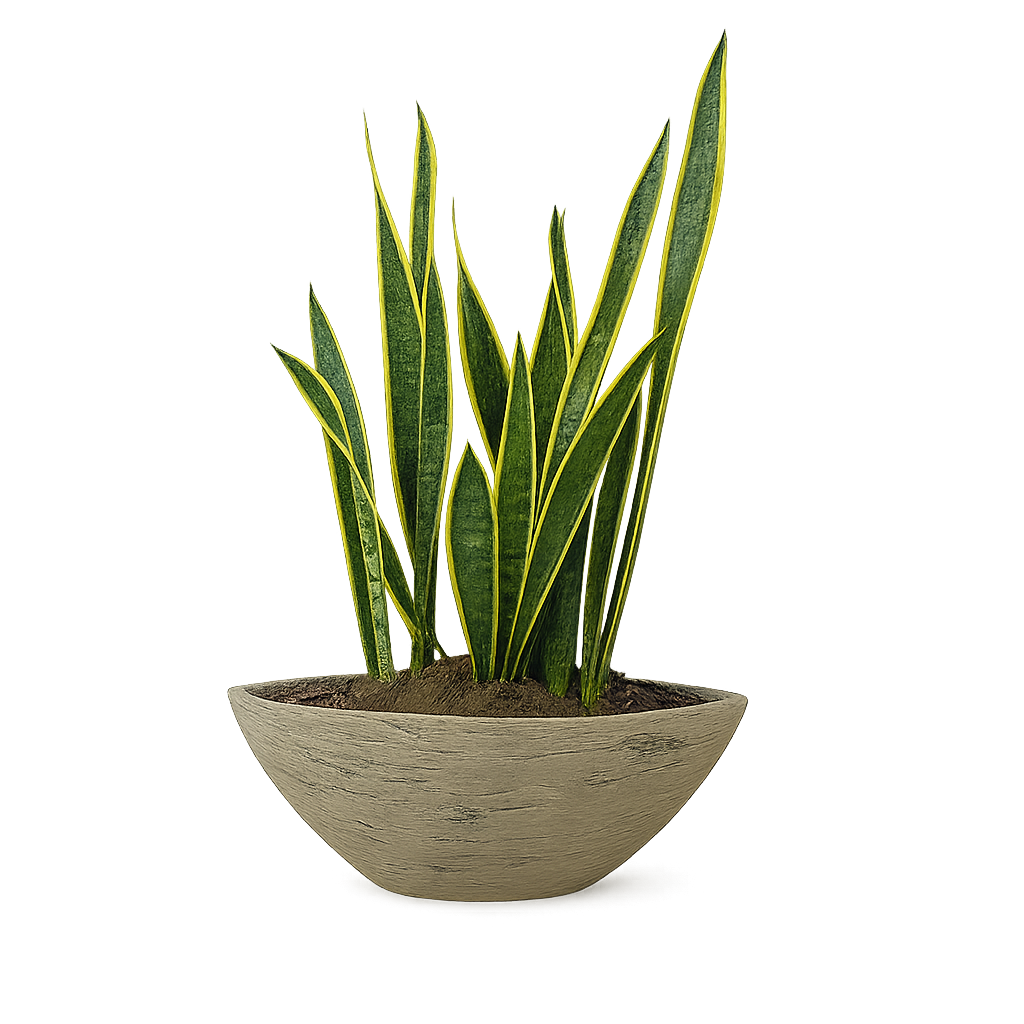 Raúl-maceta de cemento forma canoa con Sansevieria