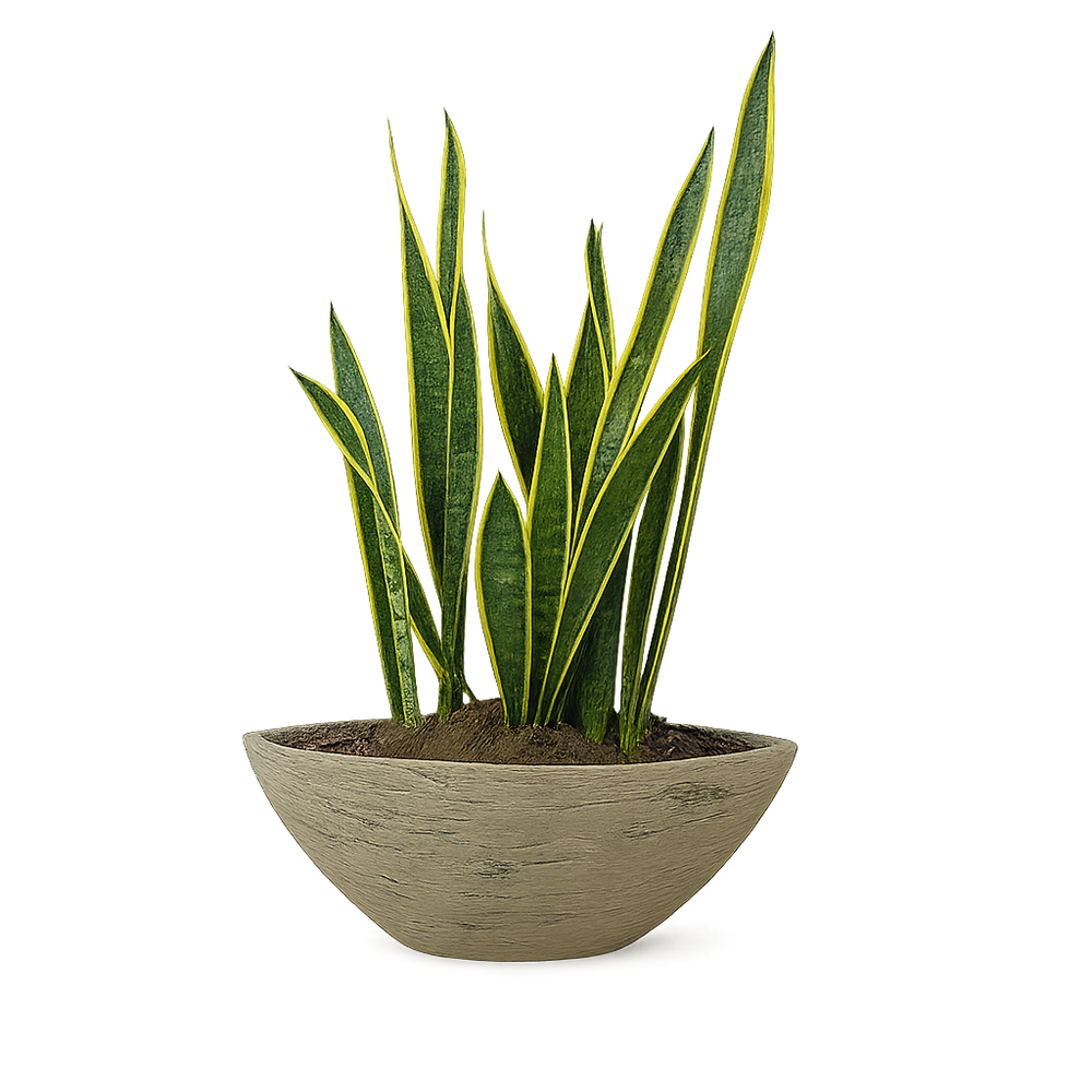 Raúl - maceta de cemento forma canoa con Sansevieria